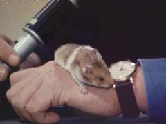 Hamster