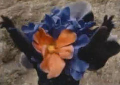 Devil Flower